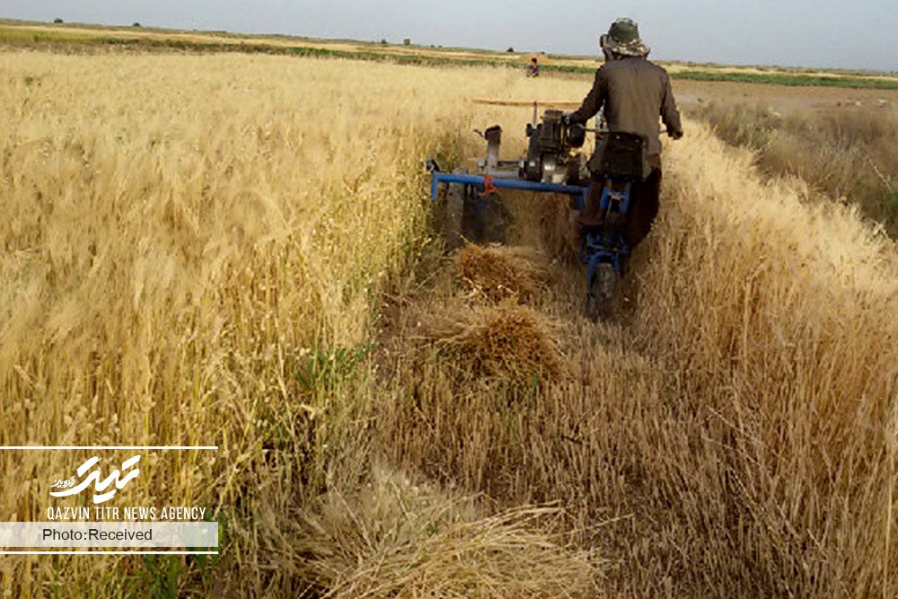 افزایش 9 درصدی کشت جو در مزارع قزوین