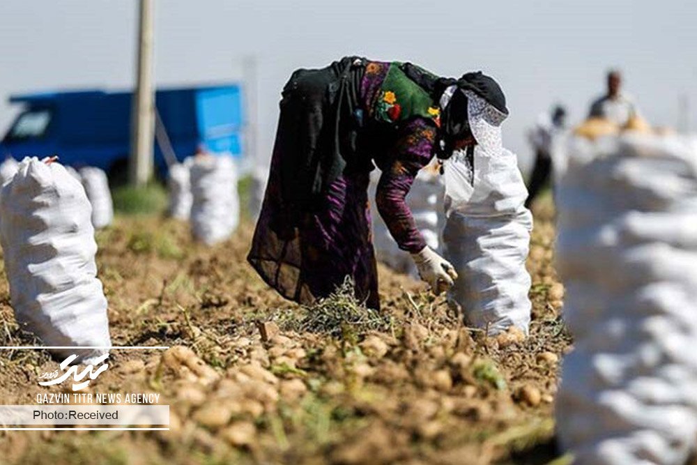 تحقق 95 درصدی تعهد اشتغال جهاد کشاورزی قزوین 
