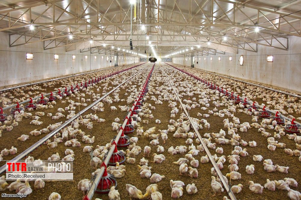 بیش از 90 درصد مرغداری‌های گوشتی استان نیازهای خوراک خود را از محل نهاده‌های دولتی تامین کرده‌اند