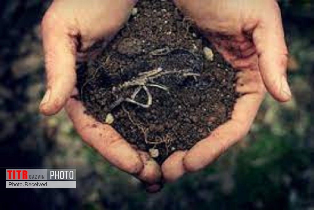 افزایش 50 درصدی کشت بی خاک ورزی در استان قزوین 