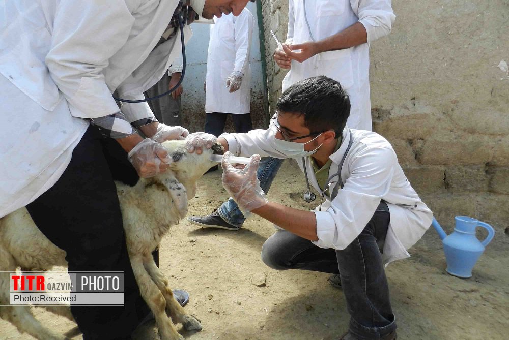 اردوی جهادی دامپزشکی و واکسینه شدن دام‌ها