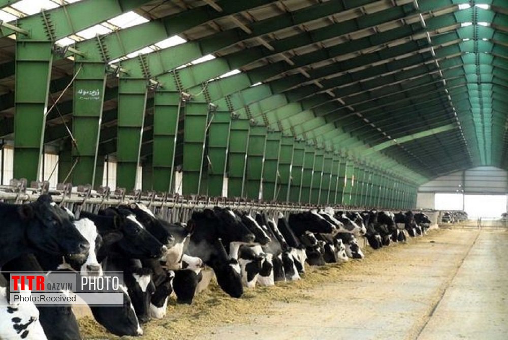 810 تن شیر در واحد‌های پرورش گاو شیری در قزوین تولید شد