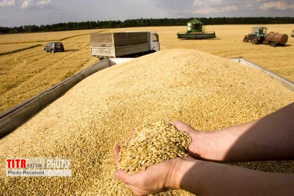 250 هزار تن خرید گندم در استان قزوین پیش بینی شد