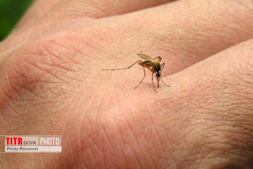خطر بازگشت مجدد بیماری مالاریا به استان قزوین وجود دارد