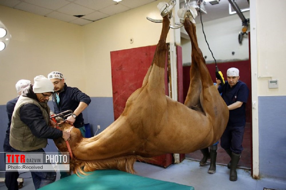 نیاز باشگاه‌های اسب قزوین به بیمارستان تخصصی دامپزشکی برطرف می‌شود