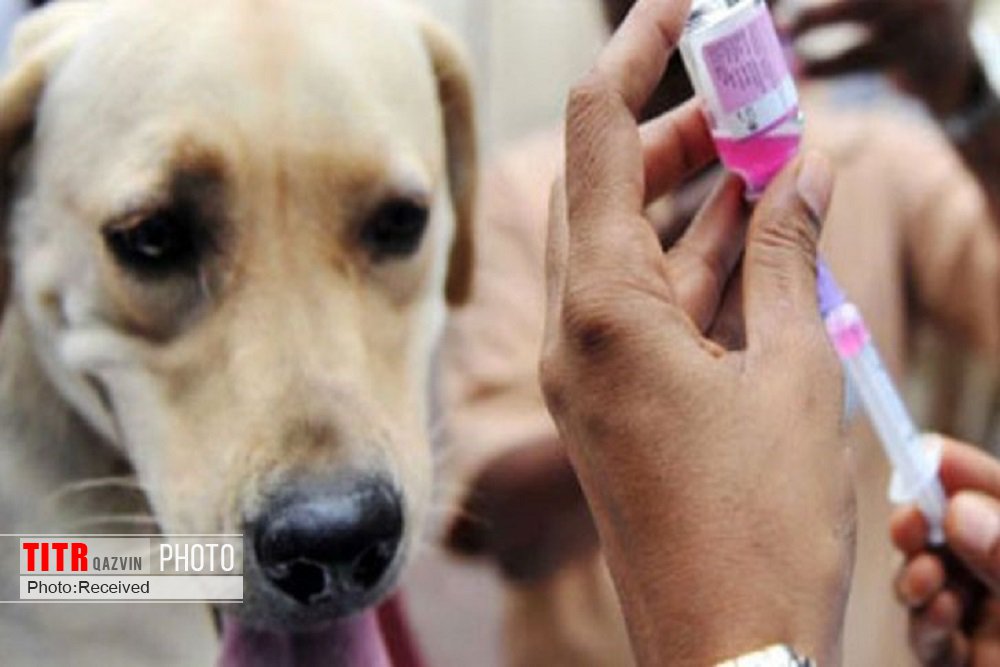 انجام واکسیناسیون هاری برای یش از نه هزار قلاده سگ در قزوین