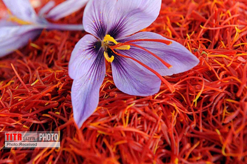 صدور پروانه کاربرد علامت استاندارد زعفران در استان قزوین