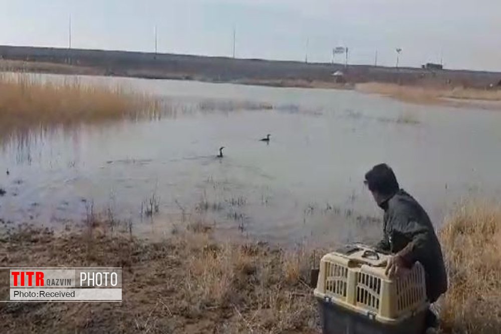 درمان و رهاسازی دو پرنده باکلان در شهرستان آبیک