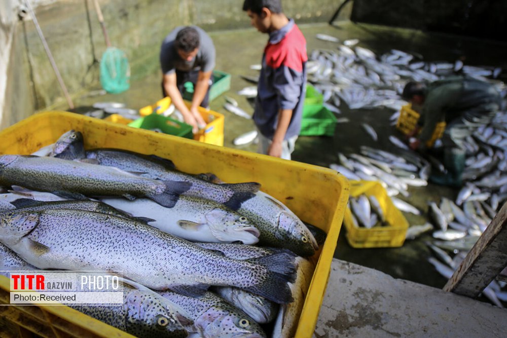 جریمه چهار میلیارد ریالی برای یک واحد پرورش ماهی در قزوین