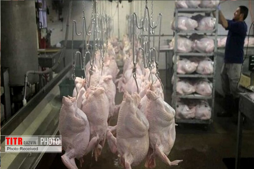 رشد 11 درصدی تولید گوشت بوقلمون در قزوین