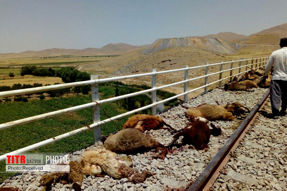 57 راس گوسفند بر اثر برخورد با قطار در آبیک تلف شدند
