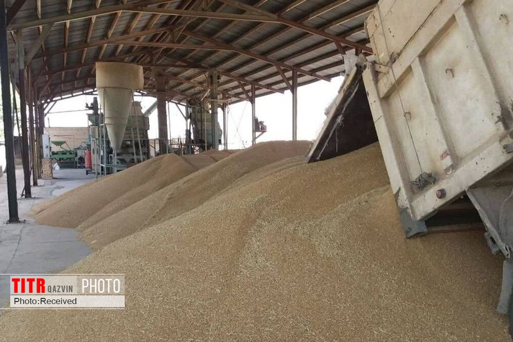 20 هزار تن گندم فارس از آسیب باران حفظ شد 