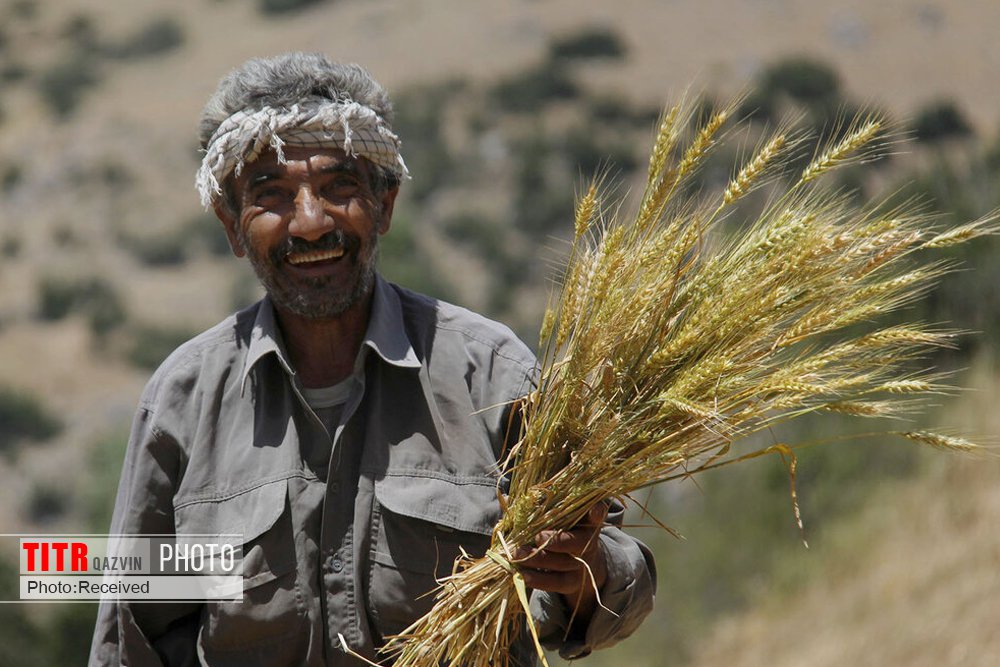 هفت هزار و 100 میلیارد ریال از مطالبات گندم کشاورزان خوزستانی پرداخت شد